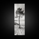 Coastal Tree, Seaside Calm, Lone Pine, Framed Canvas Print, Neutral Wall Art, Minimalist Decor, Nature Inspired Bedroom Print