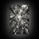 Tree Canopy, Forest Light, Upward View, Canvas Print, Woodland Wall Art, Living Room Decor, Nature Perspective Photography