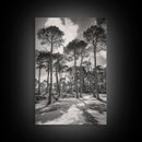 Forest Shadows, Tall Pines, Natural Light, Framed Canvas Print, woodland landscape, rustic cabin decor, autumn forest art