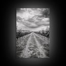 Vineyard Rows, Cloudy Skies, Countryside Path, Canvas Print, Farmhouse Wall Art, Kitchen or Dining Decor, Rustic Landscape Photo