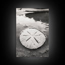Sand Dollar, Coastal Shore, Ocean Shell Print, Canvas Print, Beachcomber Wall Art, Seaside Bathroom Decor, Nautical Nature Photography
