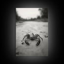 Desert Scorpion, Moody Wildlife, Sandy Ground, Focused Predator, Framed Canvas Print, edgy boho decor, masculine wall art, nature closeup