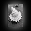 Spiral Shell, Beach Texture, Nature Closeup, Sea Whisper Framed Canvas Print, minimalist beach wall art, boho coastal kitchen decor