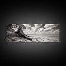 Coastal Tree Roots, Windswept Beach, Natural Form, Framed Canvas Print, Boho Wall Art, Entryway Decor, Beach House Aesthetic