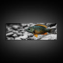 Colorful Fish Closeup, Underwater Art, Nature Photography, Canvas Print, Coastal Bathroom Decor, Vibrant Marine Life Wall Art