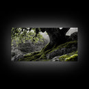 Mossy Oak Tree, oak tree art, nature wall art, rustic art, botanical prints, green wall art, extra wide art, Framed Canvas Print