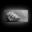 Sea Shell, Wabi Sabi Art, Coastal Decor, Minimalist Art, Nautical Wall Art, Moody Art, Extra Wide Art, Framed Canvas Print