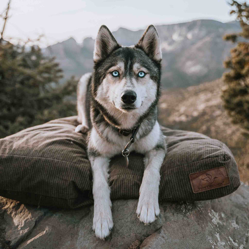 Dog Bed