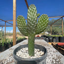 Cowboy Prickly Pear by The Cactus Outlet