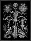 Gothic by ernst haeckal
