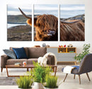 Cuddly Highland Cow Canvas Photo Wall Art Print Highlands