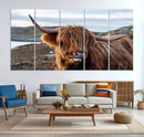 Cuddly Highland Cow Canvas Photo Wall Art Print Highlands