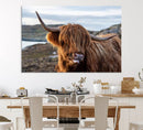 Cuddly Highland Cow Canvas Photo Wall Art Print Highlands