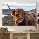 Cuddly Highland Cow Canvas Photo Wall Art Print Highlands