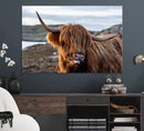 Cuddly Highland Cow Canvas Photo Wall Art Print Highlands