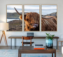 Cuddly Highland Cow Canvas Photo Wall Art Print Highlands