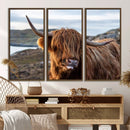 Cuddly Highland Cow Canvas Photo Wall Art Print Highlands