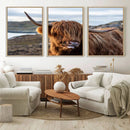 Cuddly Highland Cow Canvas Photo Wall Art Print Highlands