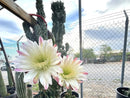 Curiosity Cactus by The Cactus Outlet