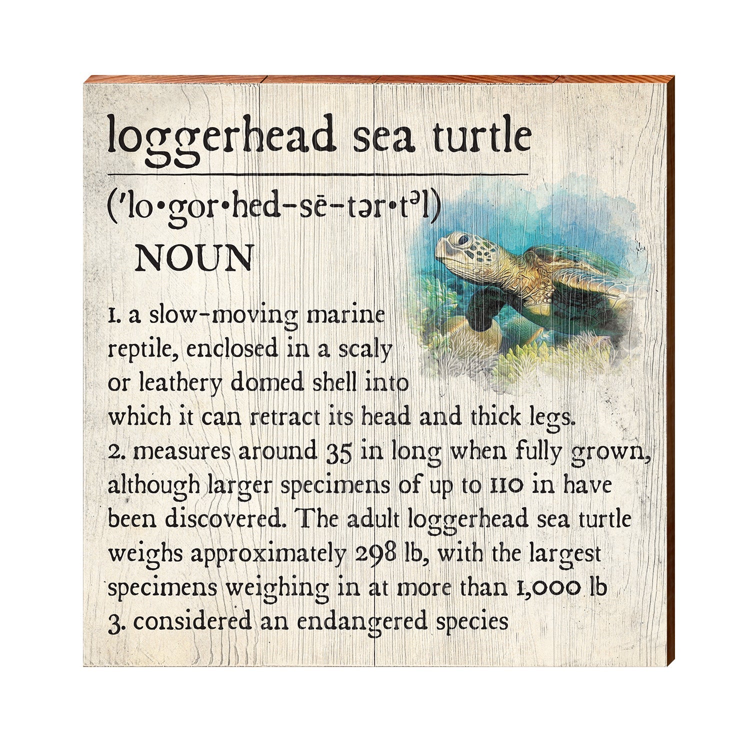 Loggerhead Sea Turtle Definition Wooden Sign | Wall Art Print on Real
