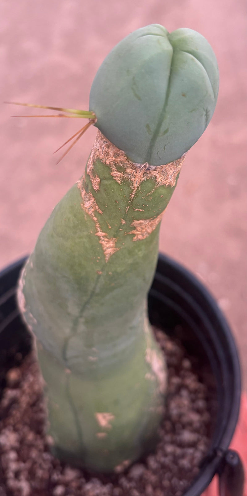 #EC41 EXACT Trichocereus Bridgesii Monstrose Penis Cactus Long Form 10.5”