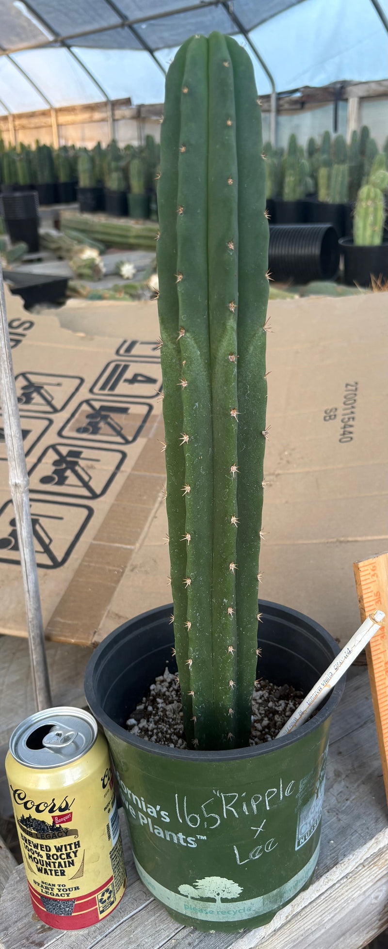 #EC255 EXACT Trichocereus Hybrid Scop Ripple X Bridgesii Lee Cactus 16.5”