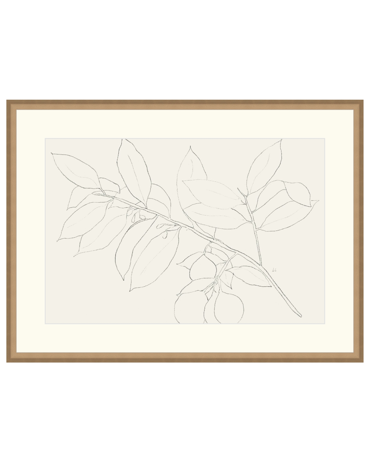Lemon Branch Drawing