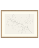 Lemon Branch Drawing