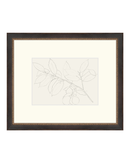 Lemon Branch Drawing