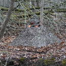 Hunting Blind - Mossy Oak Country Roots 3D Leafy by Nukem Hunting