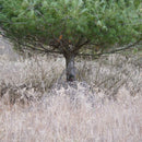 Hunting Blind - Mossy Oak Country Roots 3D Leafy