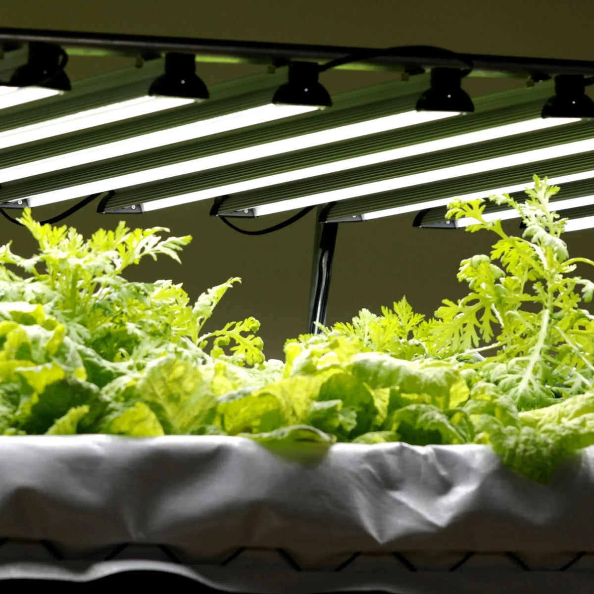 Bootstrap Farmer Dual-Spectrum LED Grow Light | 80 W, photo 2 of 2