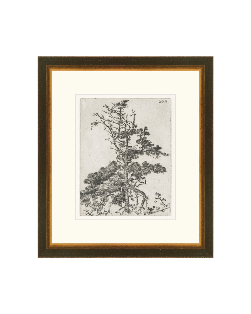 Pine Etchings 2