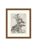 Pine Etchings 2