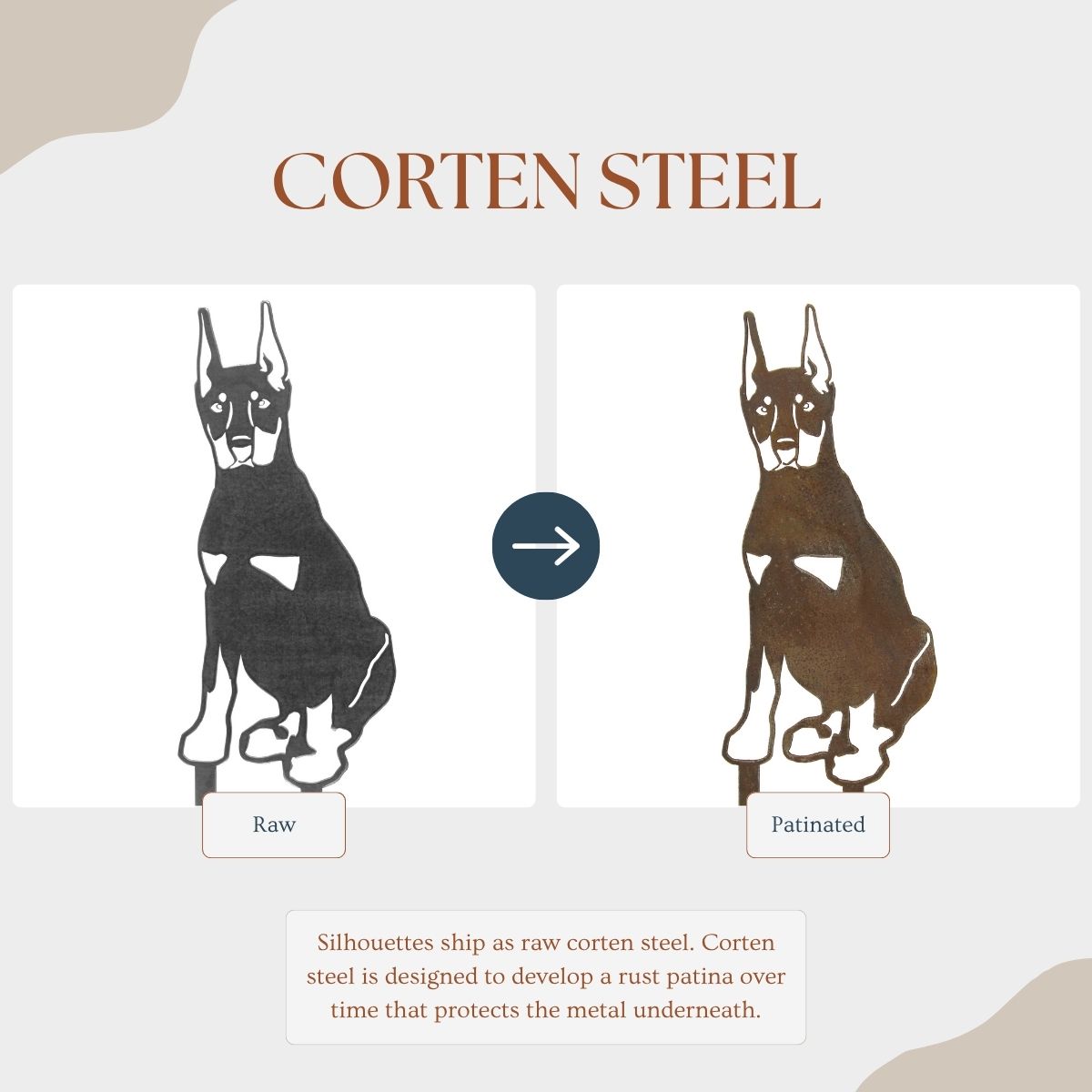 Miniature Pinscher, photo 3 of 16