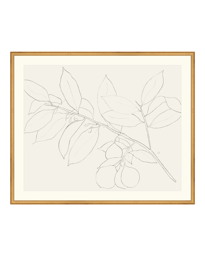 Lemon Branch Drawing