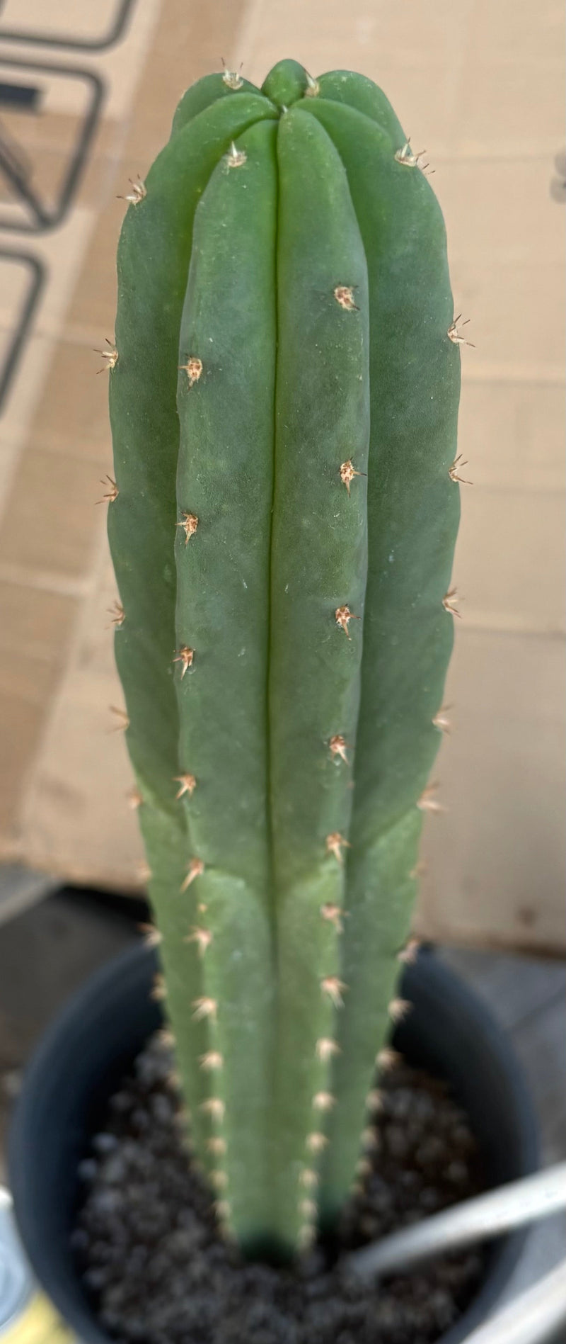 #EC255 EXACT Trichocereus Hybrid Scop Ripple X Bridgesii Lee Cactus 16.5”