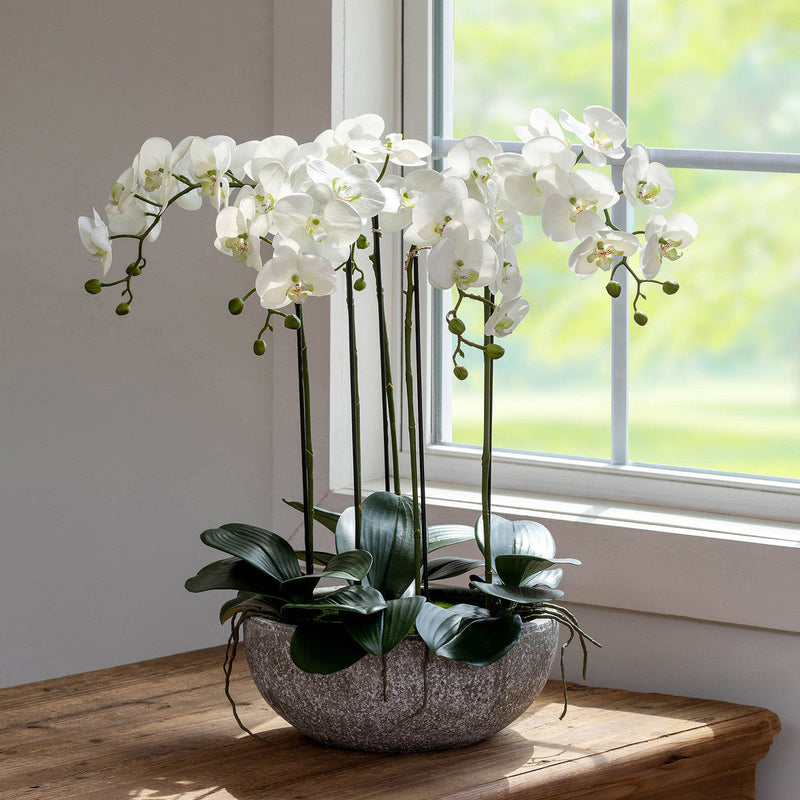 Lovecup Phalaenopsis Orchid Plant in Concrete Bowl L151