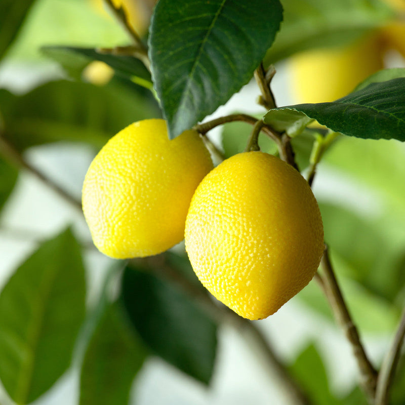 Lovecup Lemon Tree in Plastic Pot L702