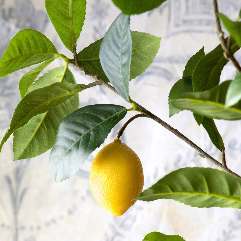 Lovecup Lemon Tree in Plastic Pot L702