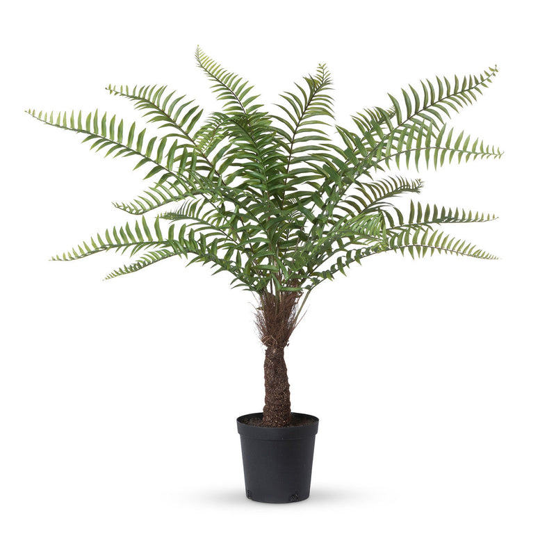 Lovecup Giant Tree Fern in Growers Pot, 44" L090