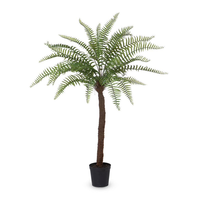 Lovecup Giant Tree Fern in Growers Pot, 83" L091