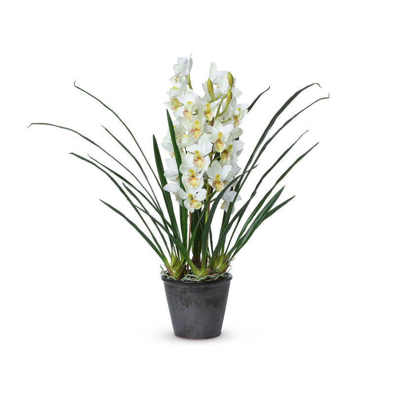 Lovecup Cymbidium Plant, Potted L111