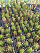 #EC01 EXACT Three Packs of Trichocereus Lost Label Cactus Seedlings 3-4"