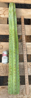 #EC02  Peruvianus Argententsis Cactus CUTTING 40”