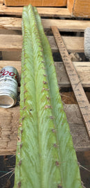 #EC02  Peruvianus Argententsis Cactus CUTTING 40”
