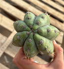 #EC02  Peruvianus Argententsis Cactus CUTTING 40”