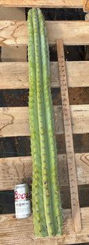 #EC02  Peruvianus Argententsis Cactus CUTTING 40”