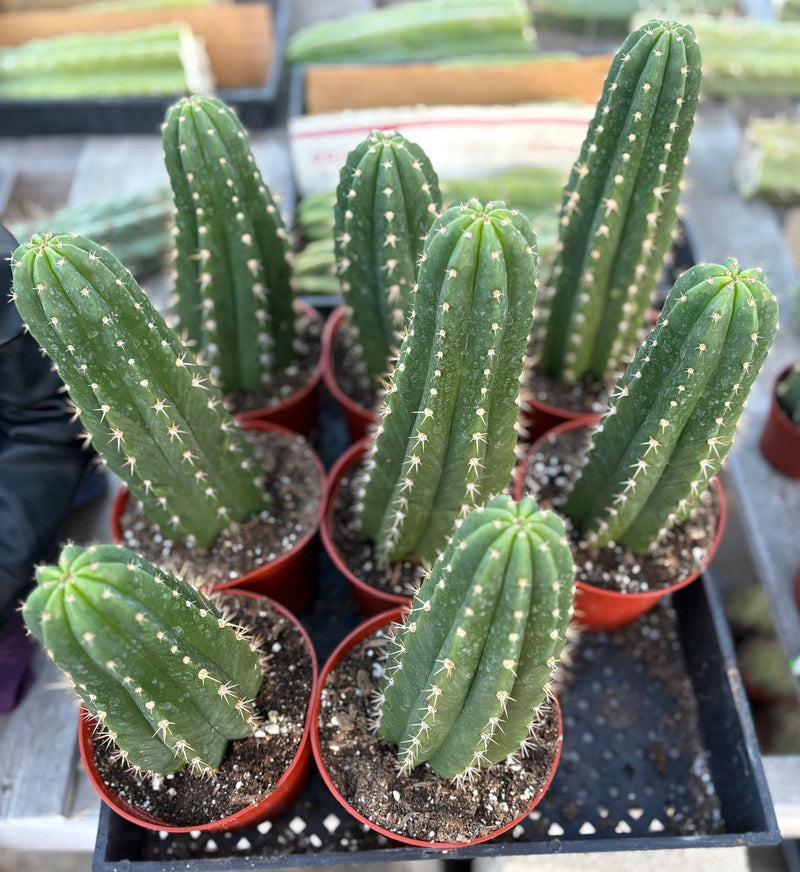 #EC04 EXACT Trichocereus Pachanoi Jiimz Long Spine Cactus Potted Options