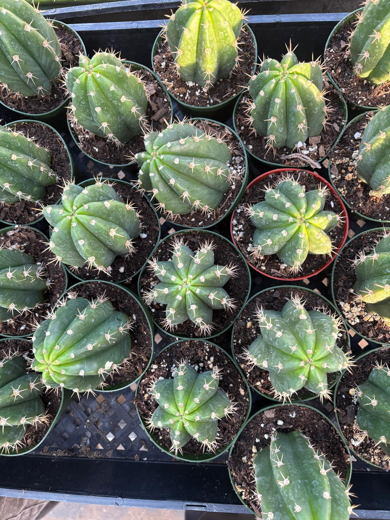 #EC04 EXACT Trichocereus Pachanoi Jiimz Long Spine Cactus Potted Options